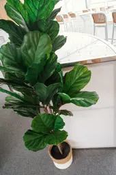 Artificial Fiddle Leaf Fig plant - 58" H - Green used in the inspiration Figuier EN