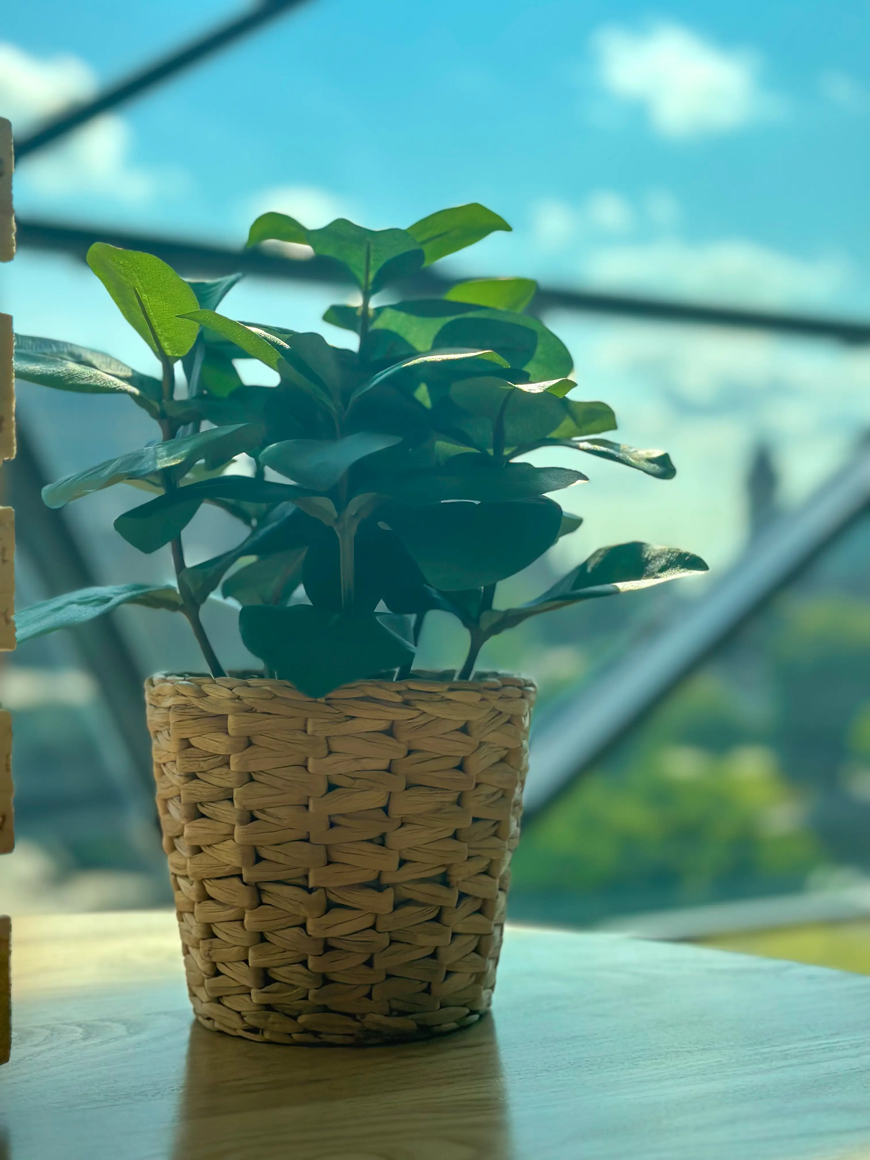 Plante Clusia artificielle - 12.5" H - Vert utilisé dans le cadre de la réalisation Shaw Center Img 2280 FR