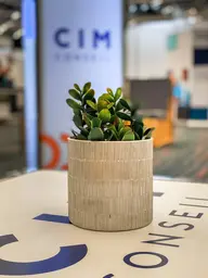 Pilea stem - 9" H - Green used in the inspiration Barcelone Verdure Empire Impression