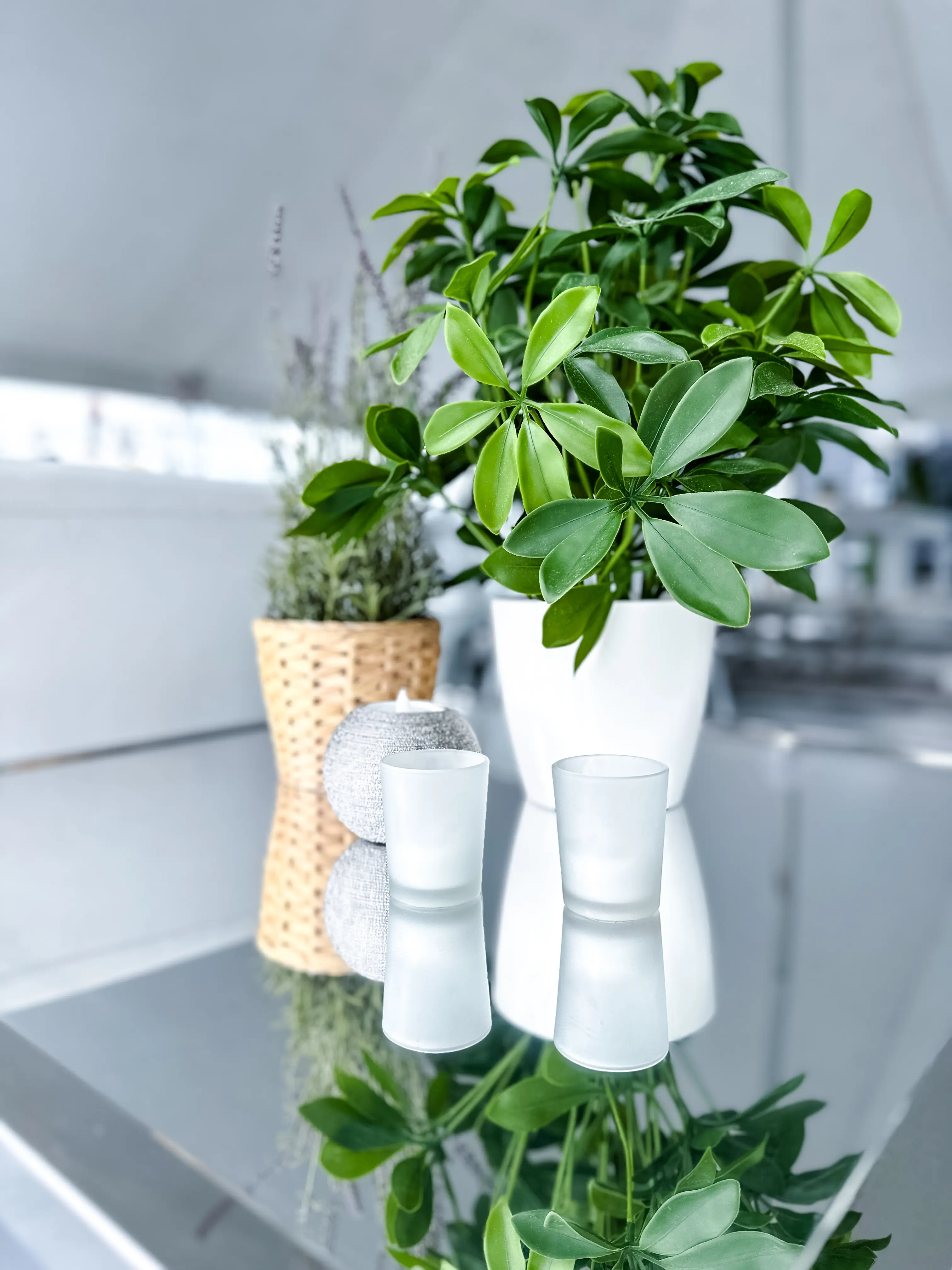 Artificial Schefflera plant - 20" H - Green used in the inspiration 100ème Prévost Accessoires Schefflera Brava Frosty Jacinthe EN