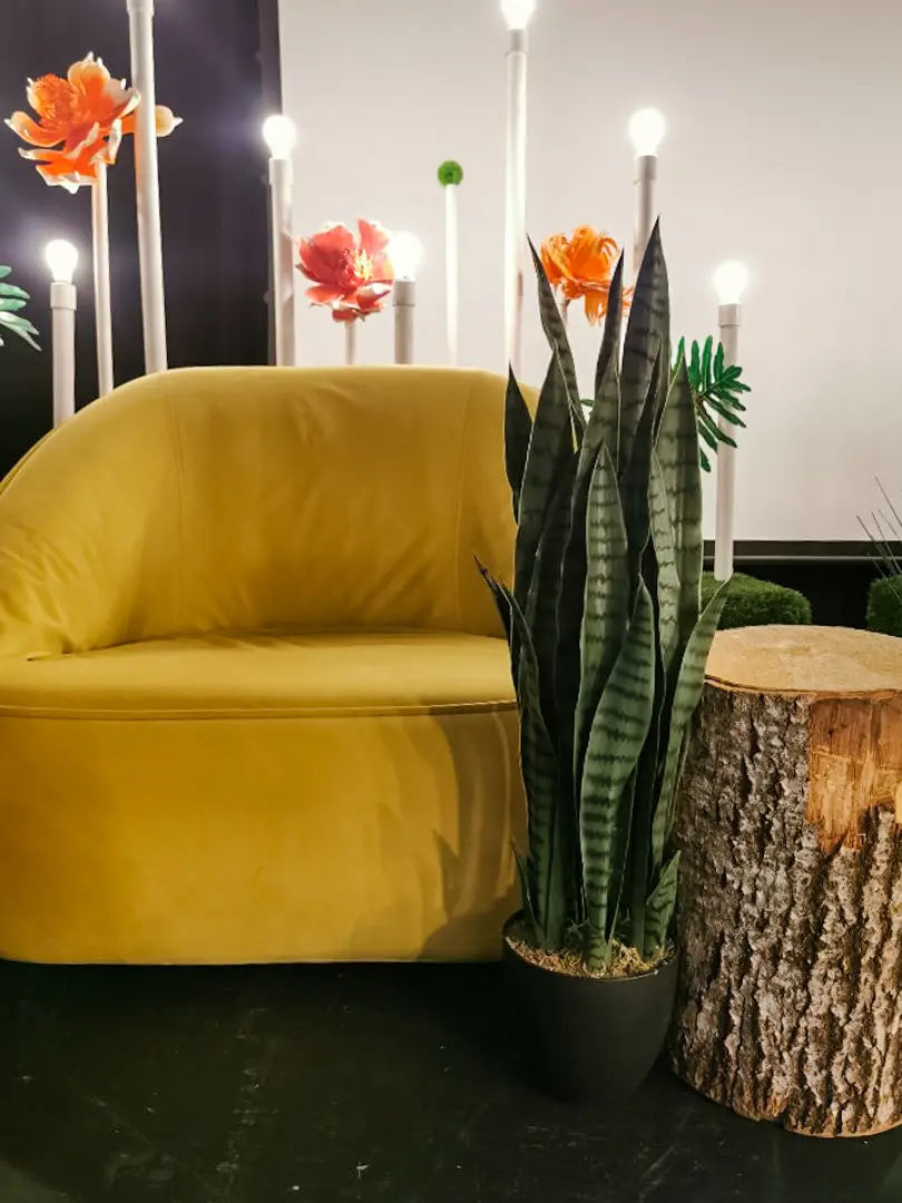 Malibu - Solo - Yellow used in the inspiration Malibu Jaune Sanseveria Buche