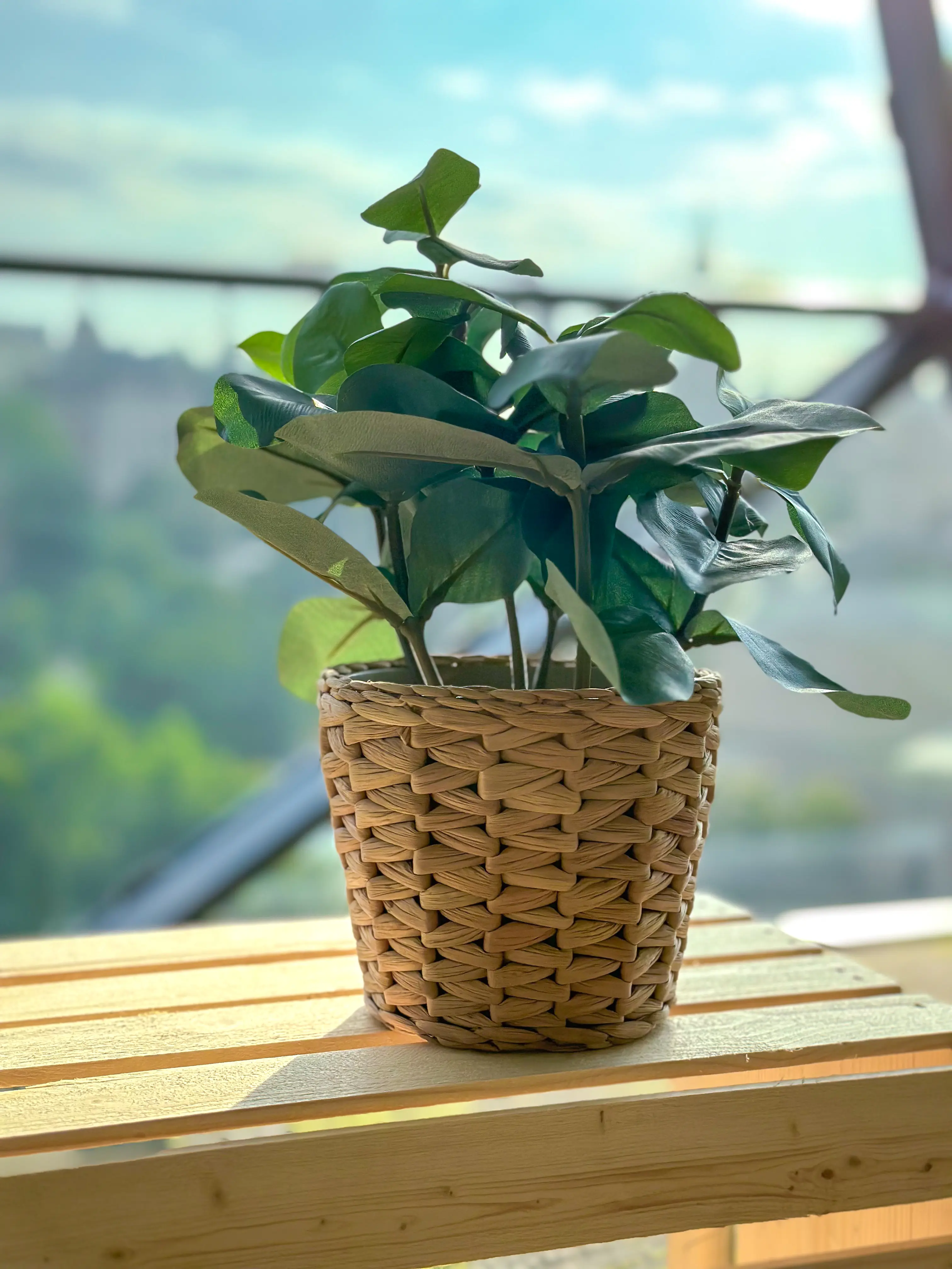 Plante Clusia artificielle - 12.5" H - Vert utilisé dans le cadre de la réalisation Shaw Center Img 2219 FR