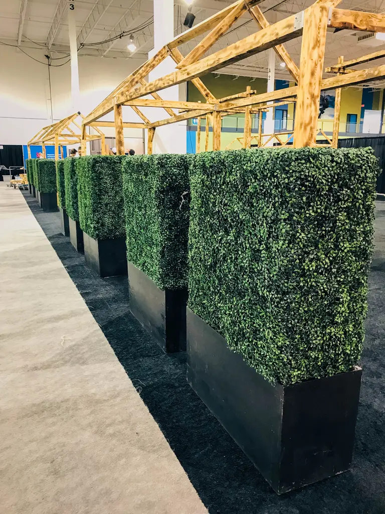 Boxwood
