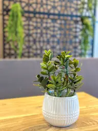 Pilea stem - 9" H - Green used in the inspiration Shaw Center Img 2381 EN