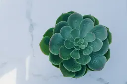 Artificial Succulent plant - 4.75'' H - Green used in the inspiration Succulente(1)