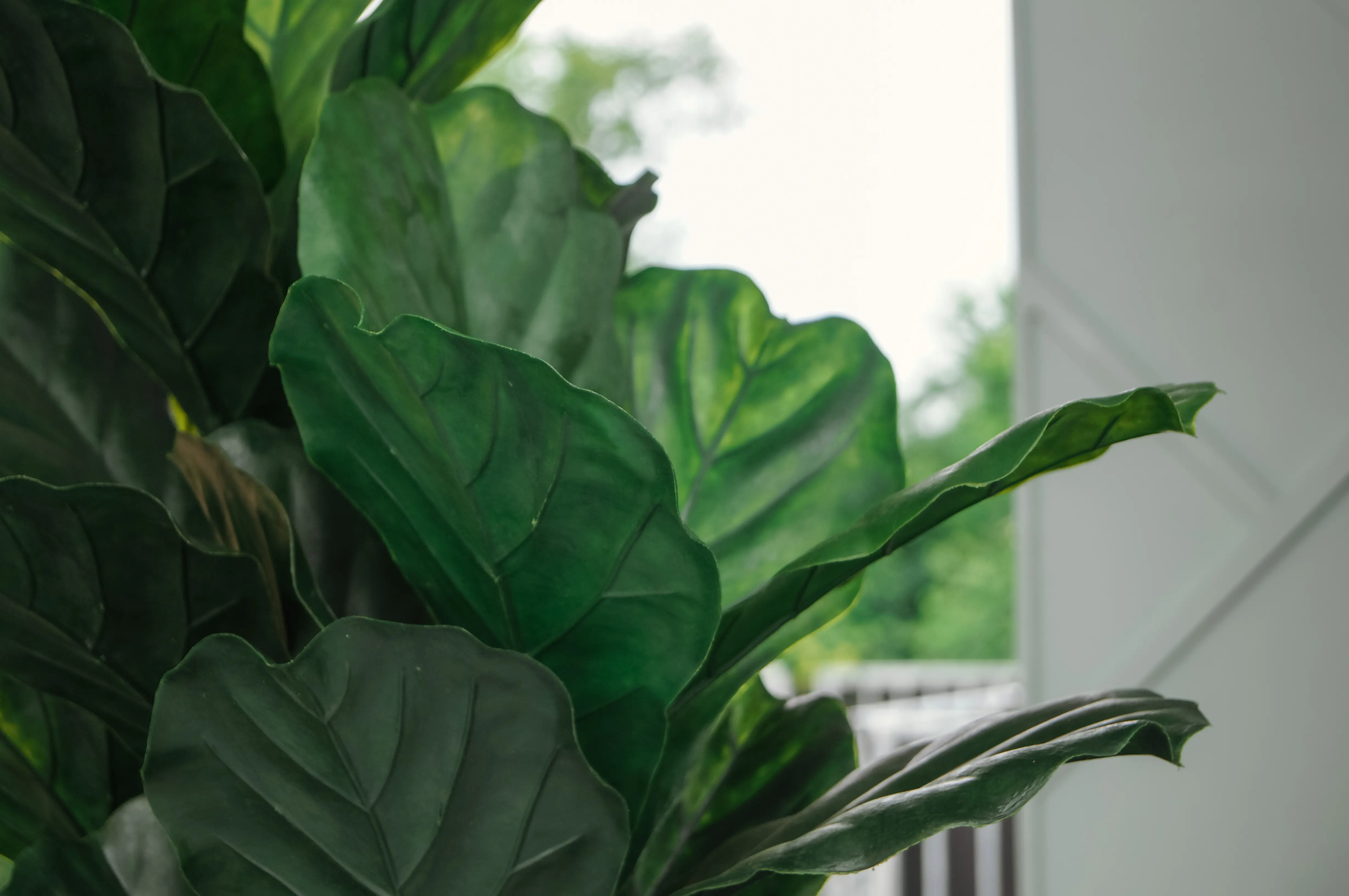 Artificial Fiddle Leaf Fig plant - 58" H - Green used in the inspiration Figuier Close Up EN