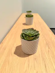 Artificial Succulent plant - 4.75'' H - Green used in the inspiration Palais Congès Pls Martha Succulente EN