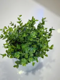 Plante Origan artificielle - 8.75" H - Vert utilisé dans le cadre de la réalisation Autres Img 1474 FR