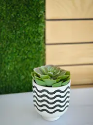 Artificial Succulent plant - 4.75'' H - Green used in the inspiration Autres Img 1667 EN
