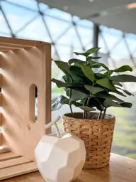 Artificial Clusia plant - 12.5" H - Green used in the inspiration Shaw Center Img 2252 EN