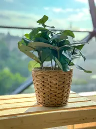 Artificial Clusia plant - 12.5" H - Green used in the inspiration Shaw Center Img 2219 EN