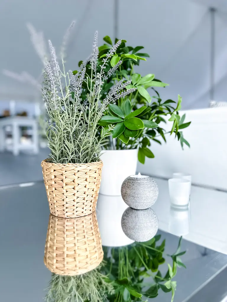 100ème Prévost Accessoires Schefflera Brava Frosty Jacinthe Lavande FR