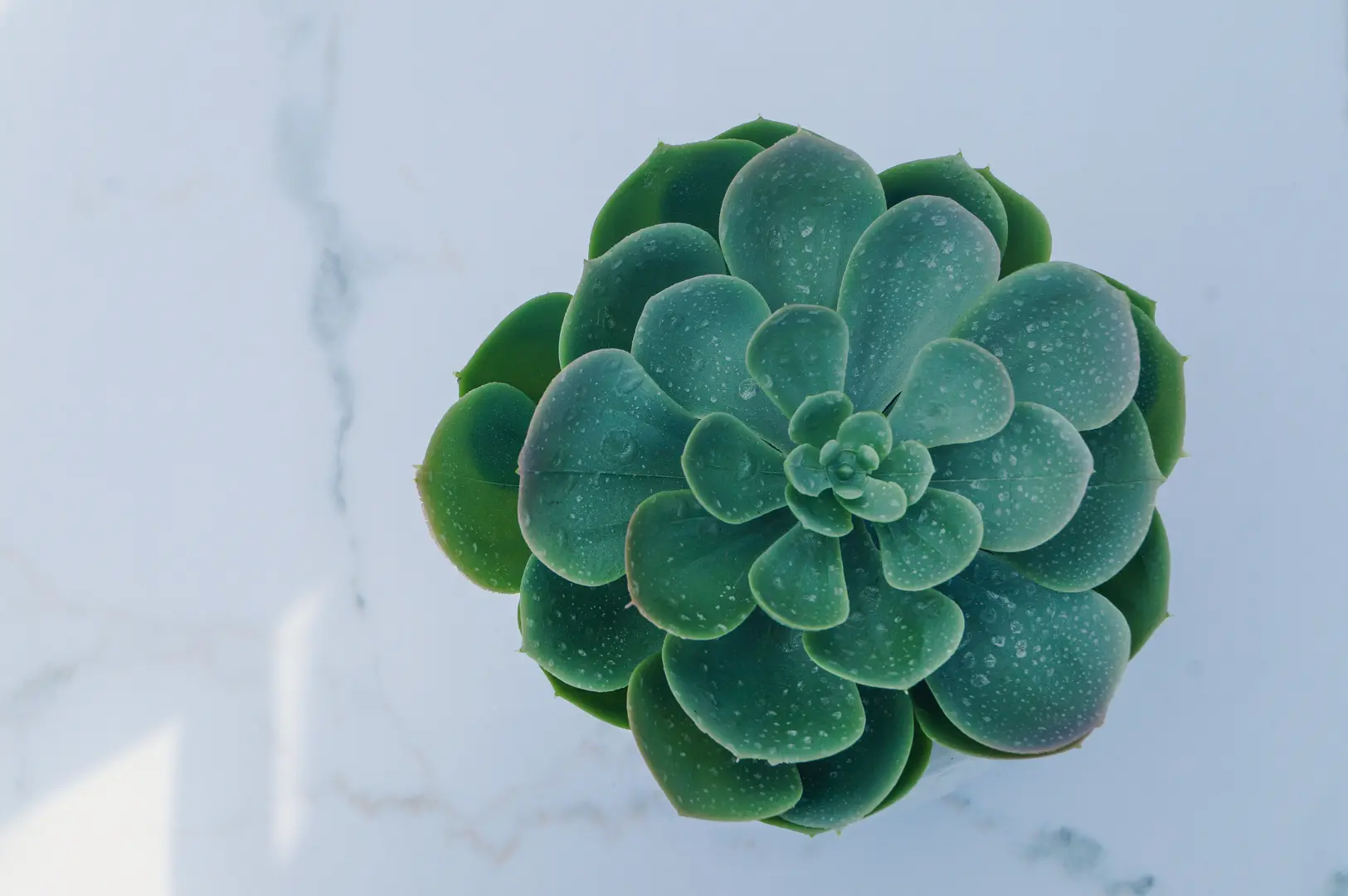 Plante Succulente artificielle - 4.75" H - Vert utilisé dans le cadre de la réalisation Succulente(1)
