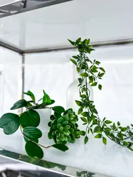 Artificial Ceropegia plant - 15.75" H - Green used in the inspiration 100ème Prévost Accessoires Ceropegia Echeveria Bouteille  EN