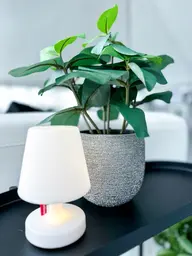 Artificial Clusia plant - 12.5" H - Green used in the inspiration 100ème Prévost Accessoires Franklin Brava EN