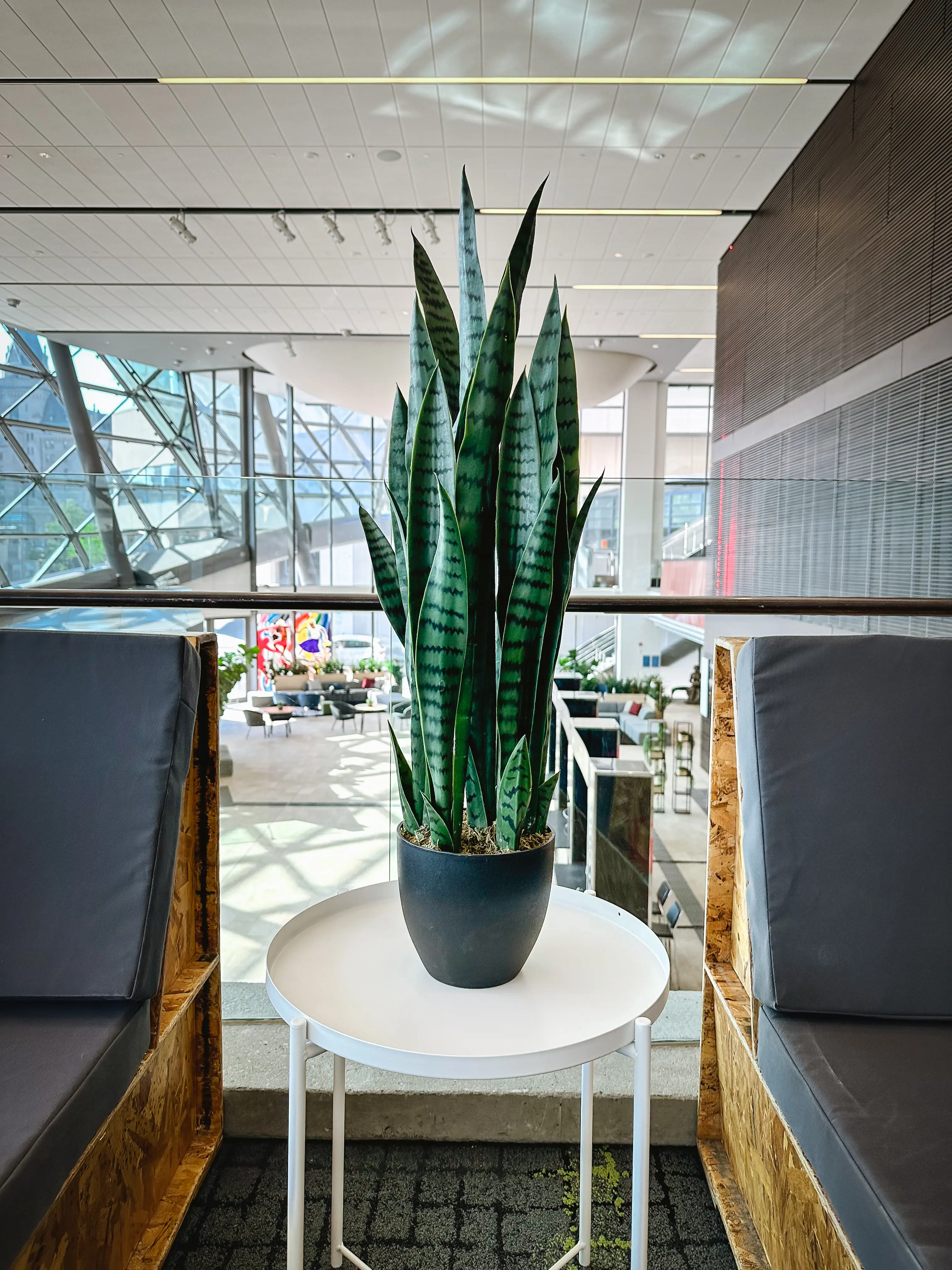 Artificial Sanseveria plant - 35'' H - Green used in the inspiration Shaw Center Img 2342 EN