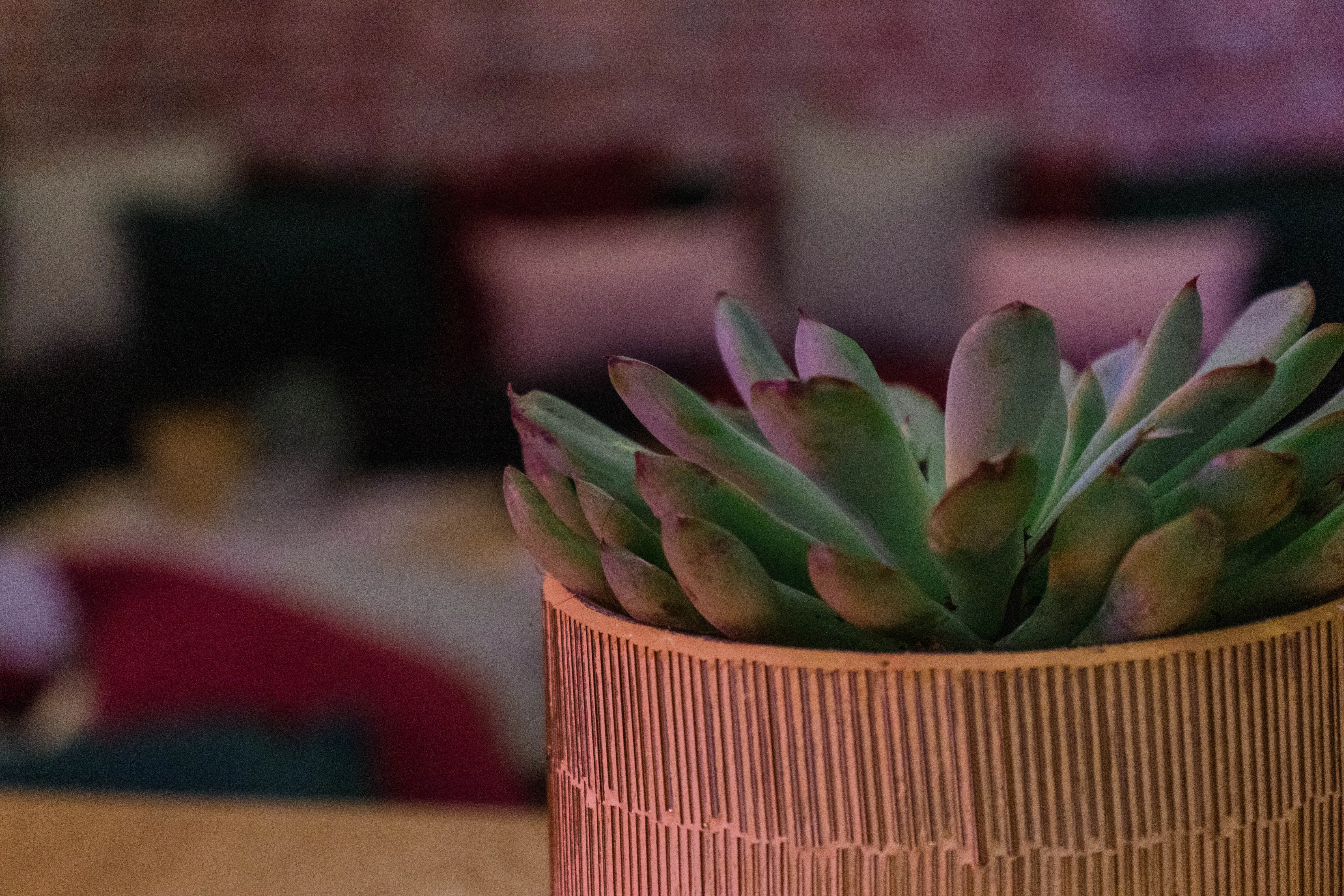 Barcelone - Cover pot - 5" Dia x 5" H - White used in the inspiration Pub Succulent