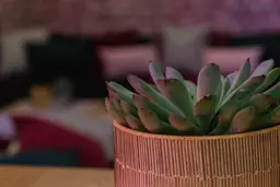 Artificial Succulent plant - 4.75'' H - Green used in the inspiration Pub Succulent