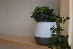 Pilea stem - 9" H - Green used in the inspiration Corsica