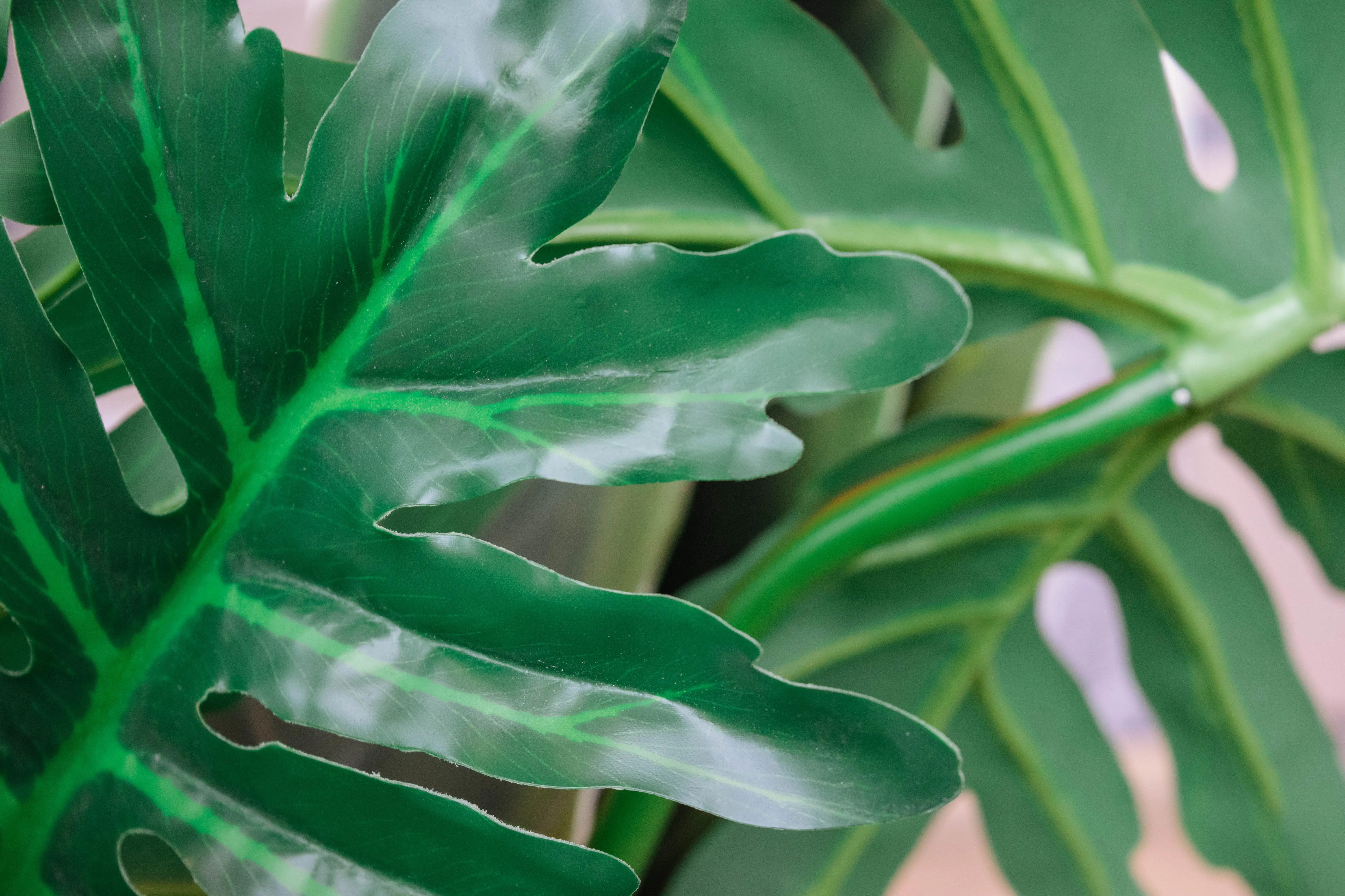 Plante Sellum Feuille - Vert utilisé dans le cadre de la réalisation Fleur 10