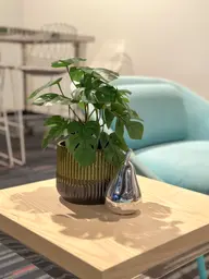 Plante Monstera artificielle - 12.5" H - Vert utilisé dans le cadre de la réalisation Palais Congès Pls Monsterra Aria Pomme FR