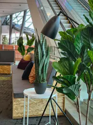 Artificial Sanseveria plant - 35'' H - Green used in the inspiration Shaw Center Img 2327 EN
