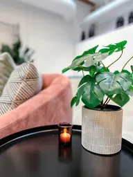 Plante Monstera artificielle - 12.5" H - Vert utilisé dans le cadre de la réalisation Bungalow Barcelone Monsterra FR
