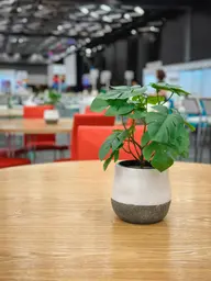 Plante Monstera artificielle - 12.5" H - Vert utilisé dans le cadre de la réalisation Palais Congès Pls Corsica Monsterra FR