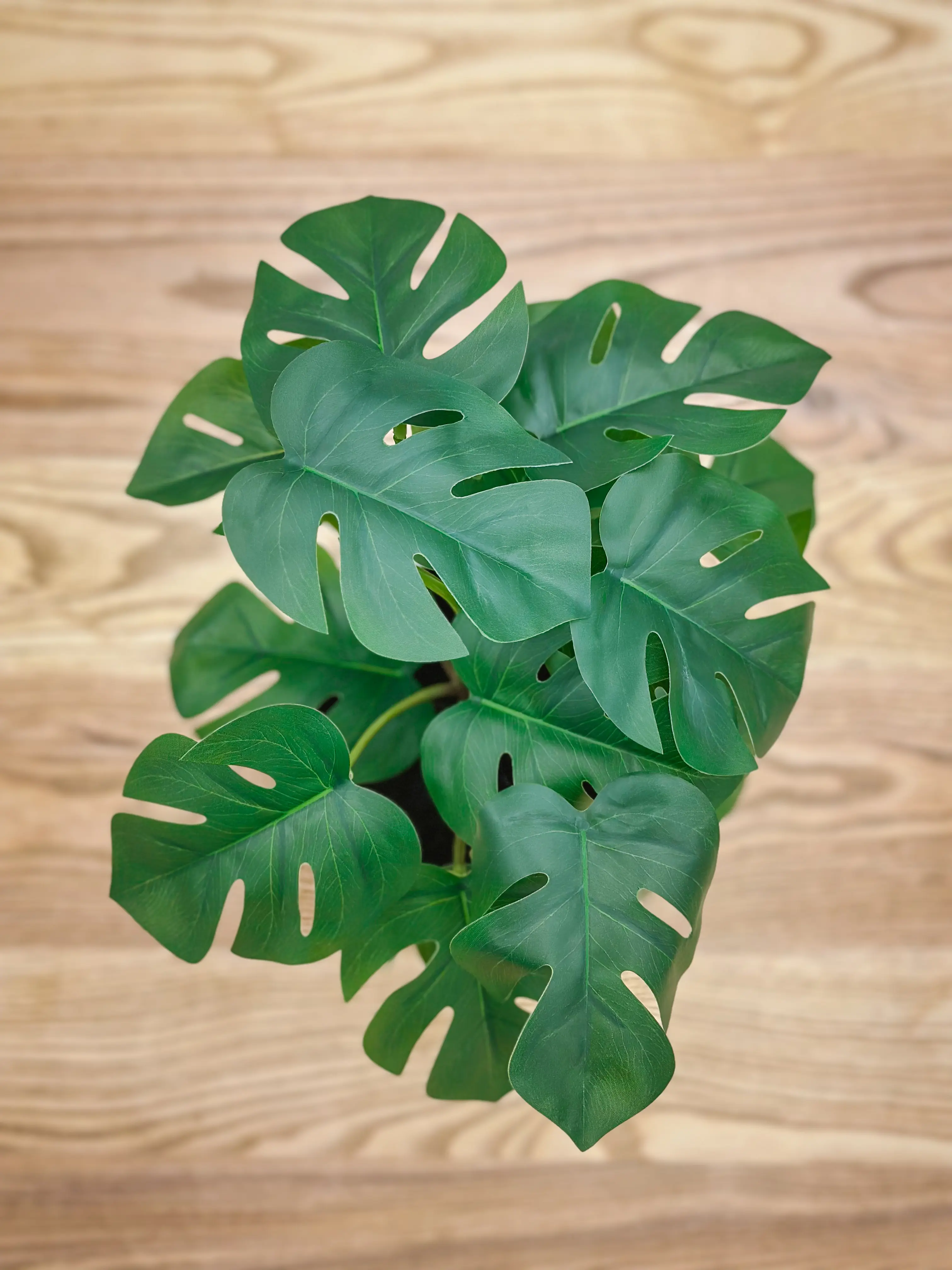 Plante Monstera artificielle - 12.5" H - Vert utilisé dans le cadre de la réalisation Palais Congès Pls Monsterra FR
