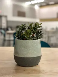 Pilea stem - 9" H - Green used in the inspiration Shaw Center Img 2246 EN